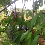 Uvatanta